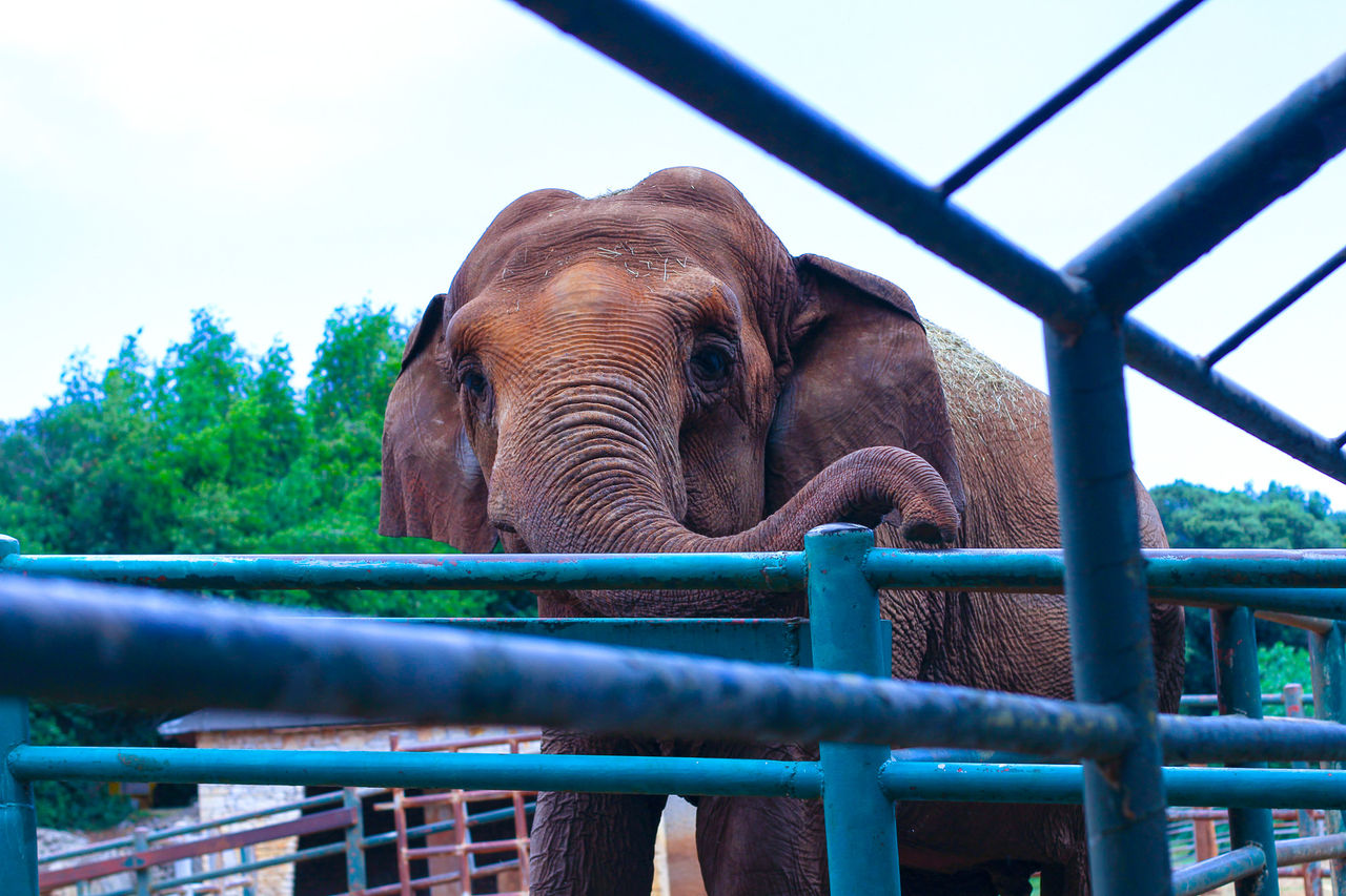 US, the world’s leading destination for illegally trafficked animals